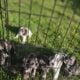 Beautiful Miniature Schnauzer babies!