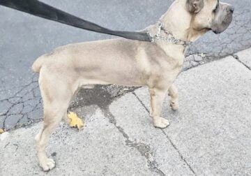 My male Cane Corso is ready for studding!