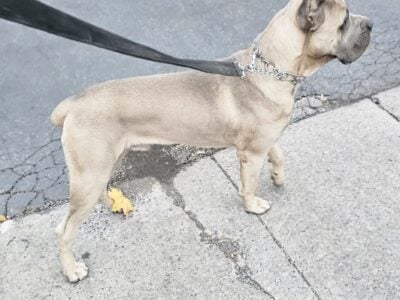 My male Cane Corso is ready for studding!