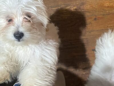 Puppies