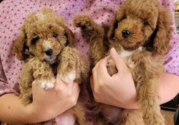 Puppies for sale