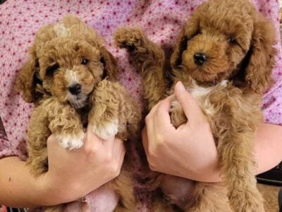 Puppies for sale