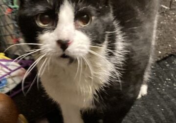 Clover, Special Needs Kitty