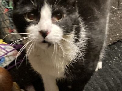 Clover, a Very Special Kitty
