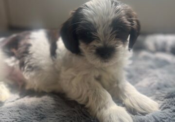Meet Christian! Shorkie Mix Black and White