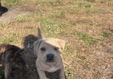Mastiff Pitbull Puppies