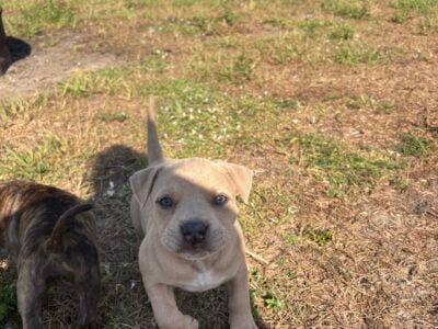 Mastiff Pitbull Puppies