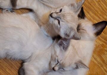 FREE KITTENS