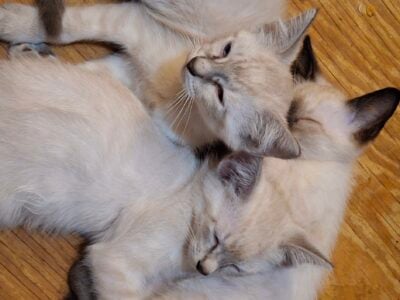 FREE KITTENS