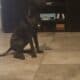 Black Brindle with Brown/Red Pit