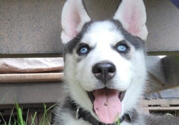 Rehoming Husky puppy