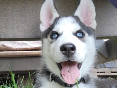 Rehoming Husky puppy