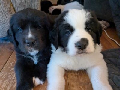 Saint Bernewfie Puppies