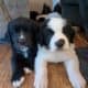 Saint Bernewfie Puppies
