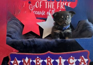 8 Week old female porky puppy