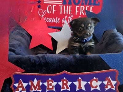 8 Week old female porky puppy
