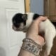 French Bulldog puppies
