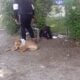 FREE PUPPIES.