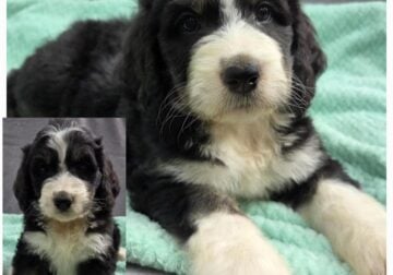 Bernedoodles – F1 standard size