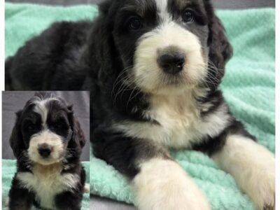 Bernedoodles – F1 standard size