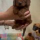 Sweet Mini Doodles – Ready for New Homes
