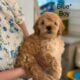 Adorable Mini Goldendoodle puppies available.
