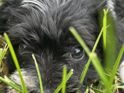 Rare Miniature Schnauzers