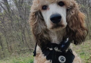 Poodle pup looking for a new home
