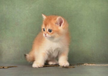 Garfild British Shorthair male, black golden chinc