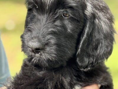 F1 Goldendoodles for adoption