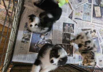 Australian shepherd puppies