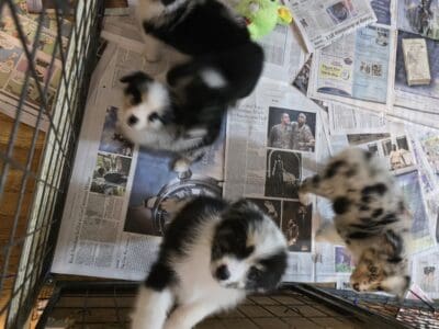 Australian shepherd puppies