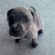 Mastiff Pitbull Puppies