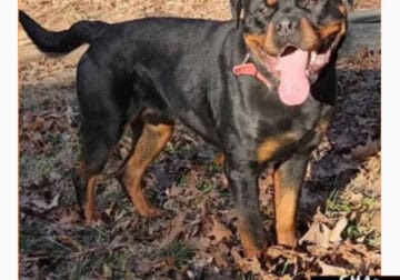 Rottweiler Puppy Looking for a Forever Home