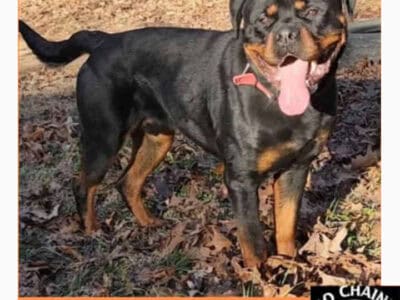 Rottweiler Puppy Looking for a Forever Home