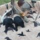 Charcoal lab Male and 2 black female puppies