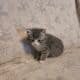 I have 3 kittens that need a great home.