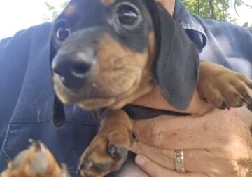 Dachshund Puppies