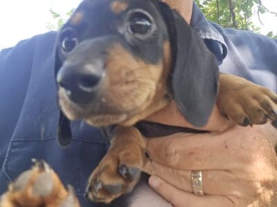 Dachshund Puppies