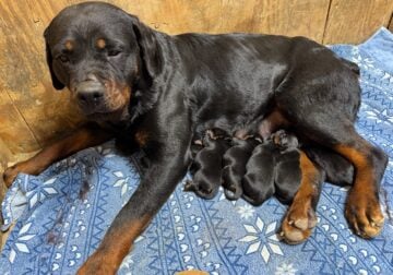 Rottweiler
