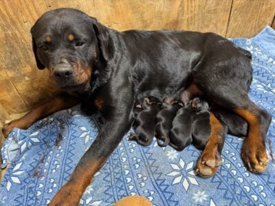 Rottweiler