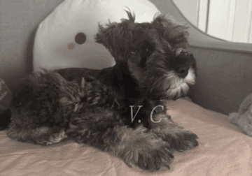 Mini schnauzers puppies