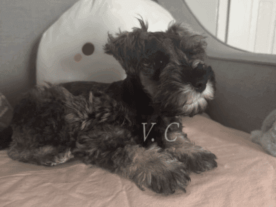 Mini schnauzers puppies
