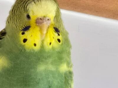 Parakeet with Cage