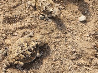 Desert horned lizard for sale