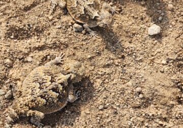 Desert horned lizard for sale