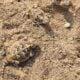 Desert horned lizard for sale