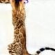 Bengal male
