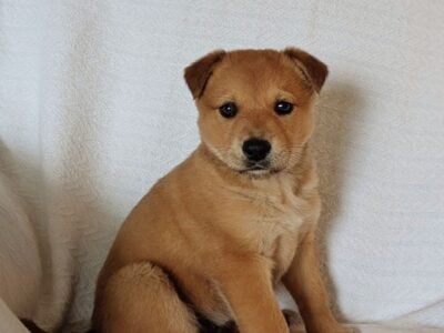 Red Heeler Mix Puppy – Claire