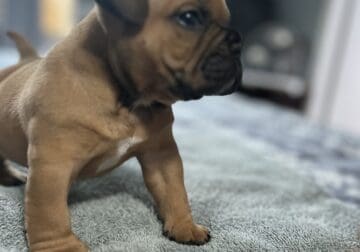American Bully
